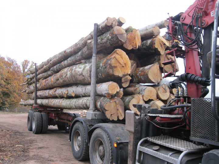 Hêtre en Grume – Camion de 50 Stères – Bois de Chauffage Idéal